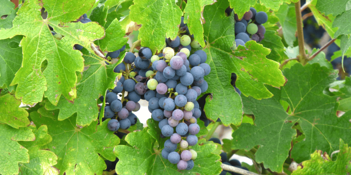 Vignes