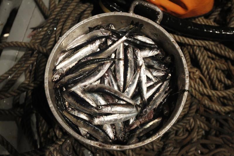 L'homme au même niveau que l'anchois dans la chaîne alimentaire