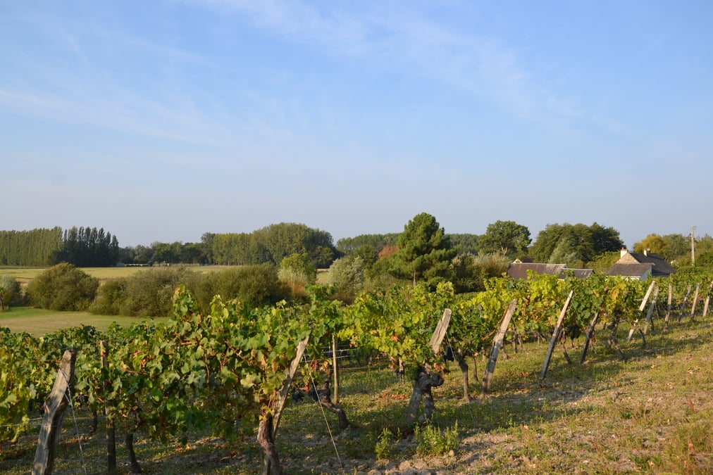 vignes st nicolas bourgueil