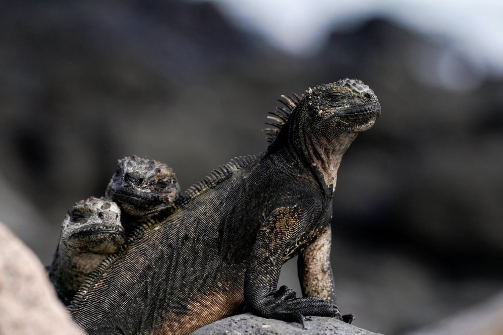 Des iguanes marins sur l'ile de santa cruz, dans l'archipel des galapagos, en equateur