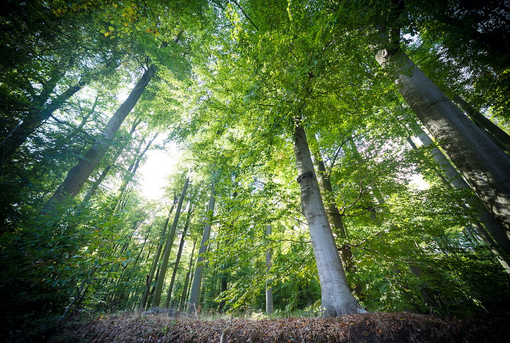 Concrètement, le texte impose aux pays membres de mettre en œuvre des mesures pour restaurer la nature sur au moins 20% des zones terrestres.