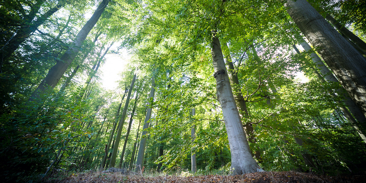 Forêt