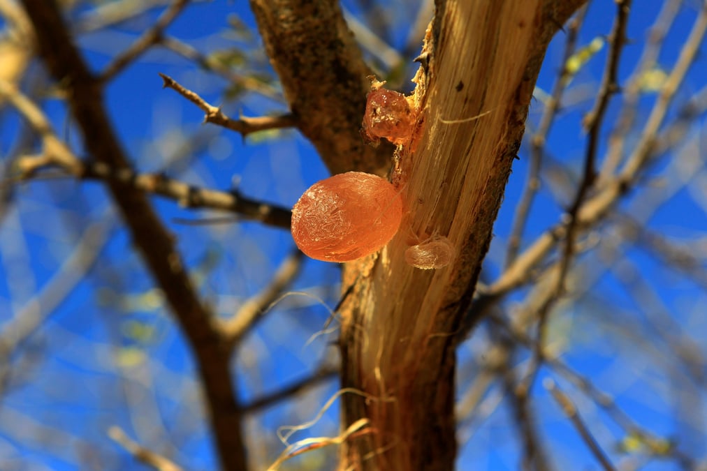 A l'état naturel, cet exsudat de l'acacia sauvage se présente sous la forme de pépites de couleur jaune pâle ou ambrée.