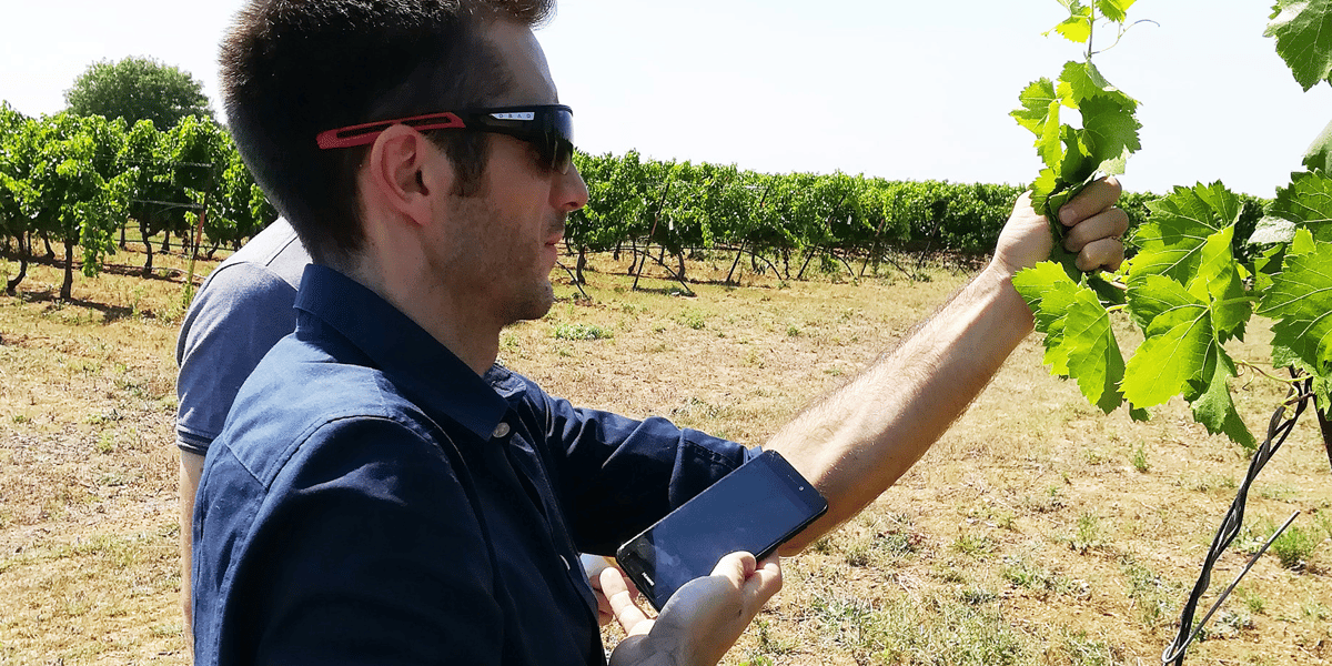 L'application a été co-conçue par l’Institut Français de la Vigne et du Vin et Montpellier SupAgro