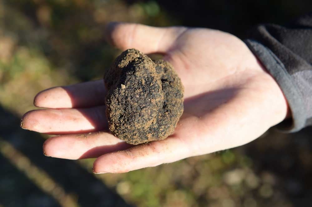 Truffe