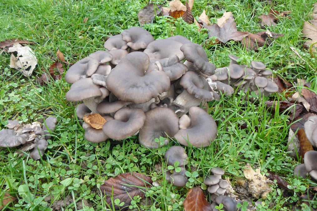 Mycea