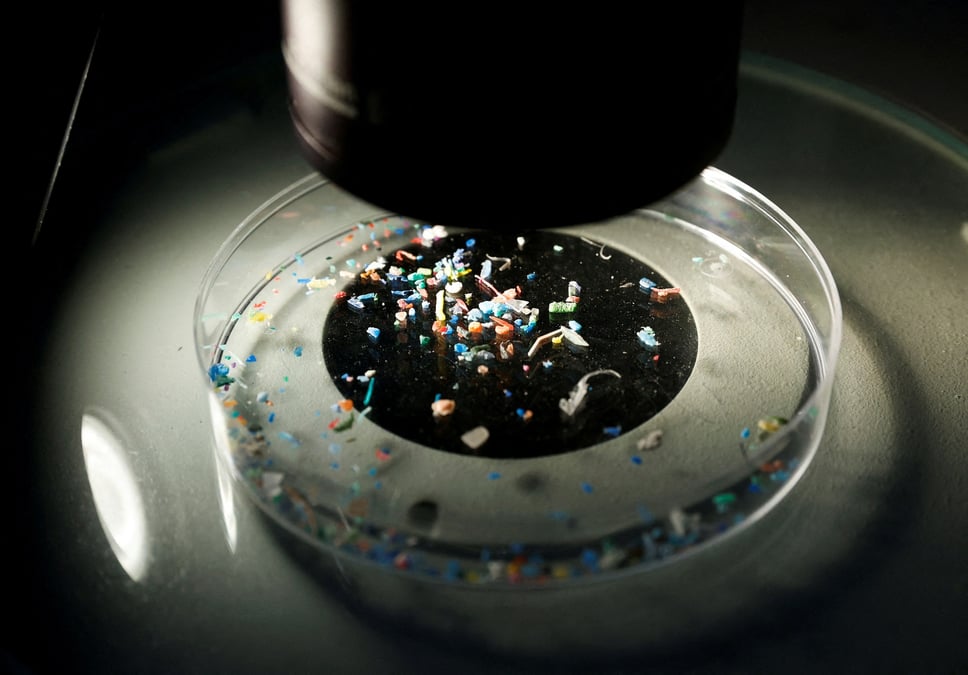 Photo d'archives des microplastiques dans la boite de petri