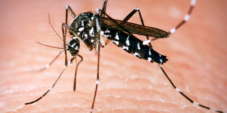 La guerre contre le moustique tigre, vecteur de virus, est déclarée.