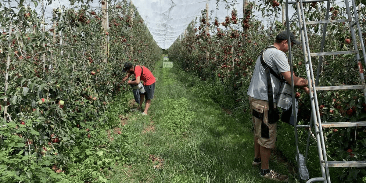 pommes agriculture biologique verger
