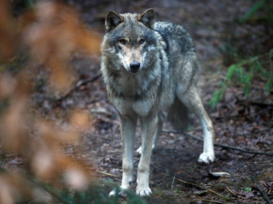 Le loup n'est plus en voie de disparition, dit guillaume