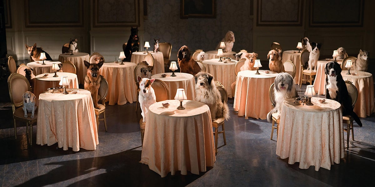 « Palace pour chiens», premier long-métrage du réalisateur allemand Thor Freudenthal en 2009.