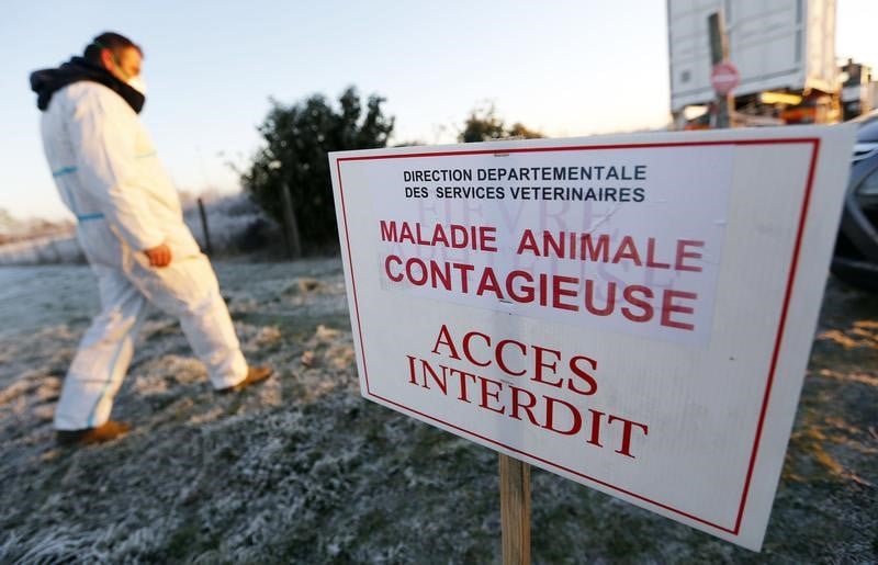 La grippe aviaire inquiete l'oms