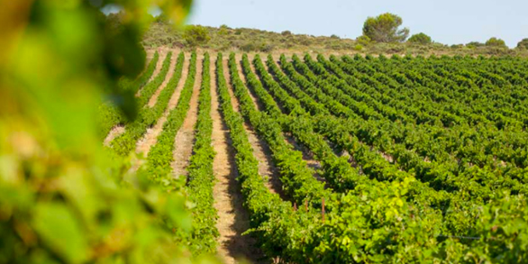 Dans le Languedoc-Roussillon, les viticulteurs ont une préoccupation prioritaire : l'eau.