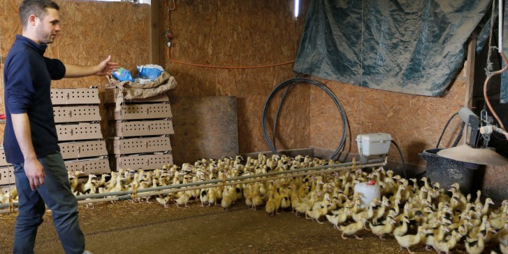 La filière oies et canards gras (les palmipèdes) va de l'oeuf au produit fini gastronomique en passant par l'élevage.
