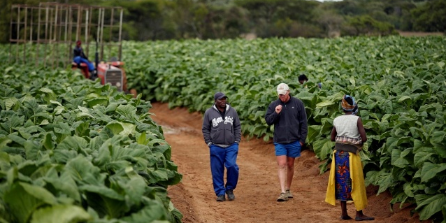 plantation agricole tabac Zimbabwe
