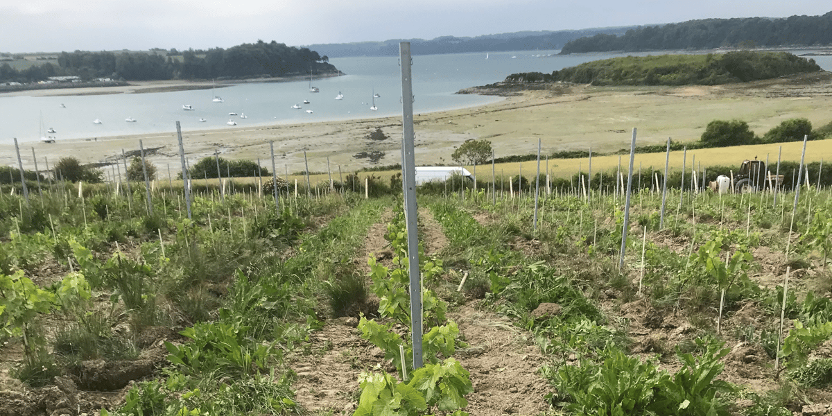 Longues Vignes