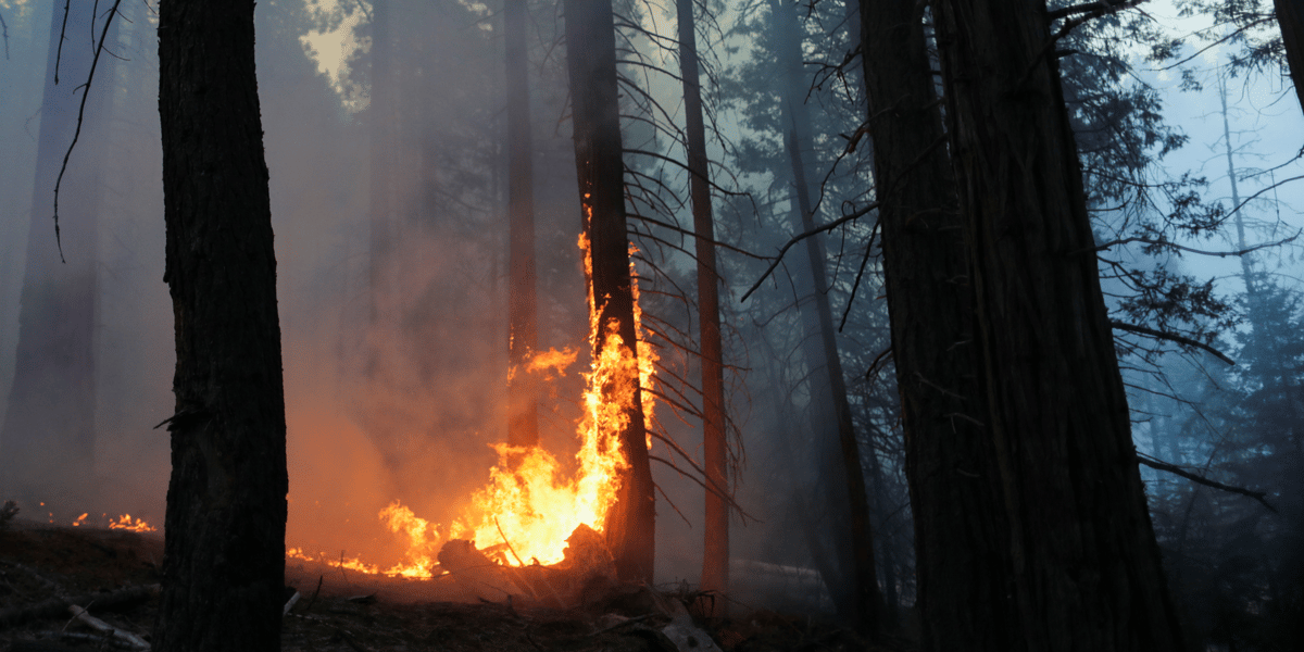 France: record d'emissions de co2 dues aux feux de foret