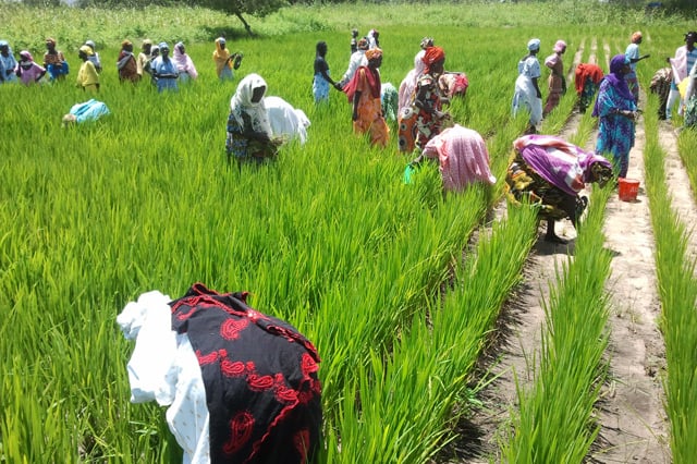 Sénégal agriculture femmes