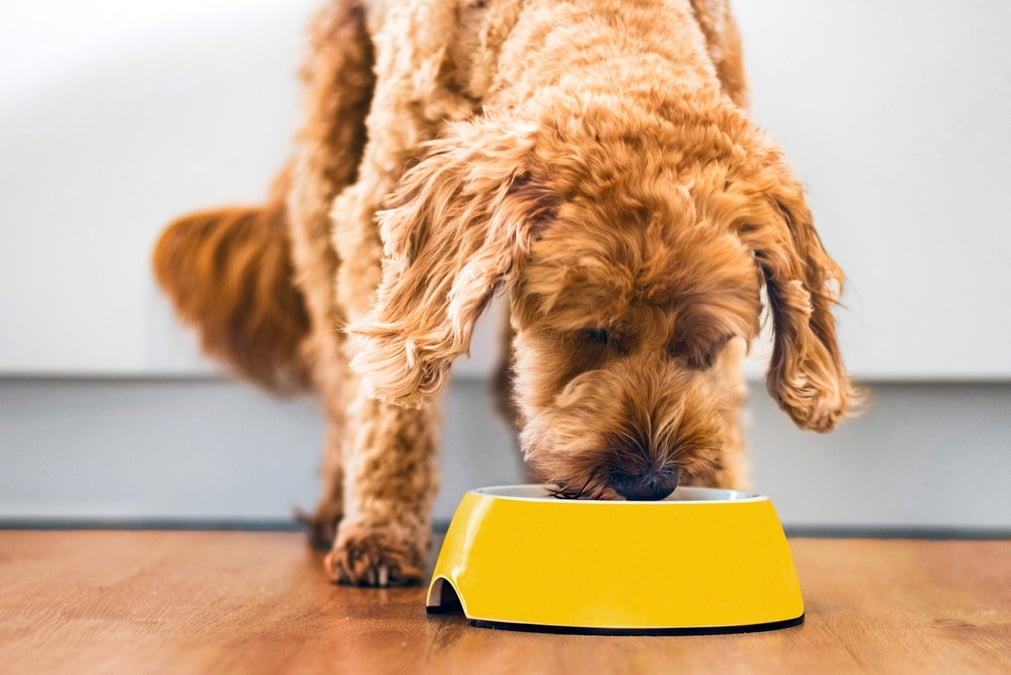 Si le budget annuel moyen de nourriture est stable en 2024 à 490 euros pour les chiens et 316 euros concernant les chats, la croissance continue du marché du Petfood s’explique, notamment, par l’augmentation de la population féline, passée de 10 à 16 millions en un quart de siècle.