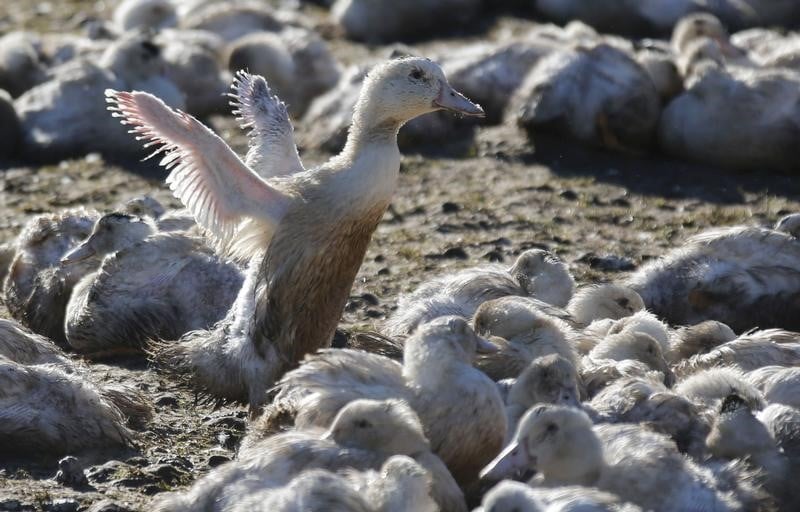 2.700 canards abattus, virus faiblement pathogene