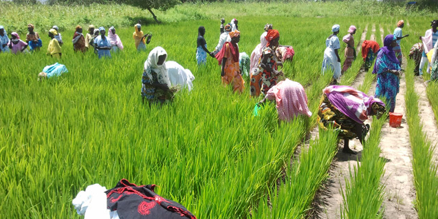 Sénégal agriculture femmes