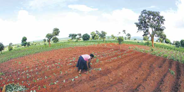 Terres arables agriculture malawi