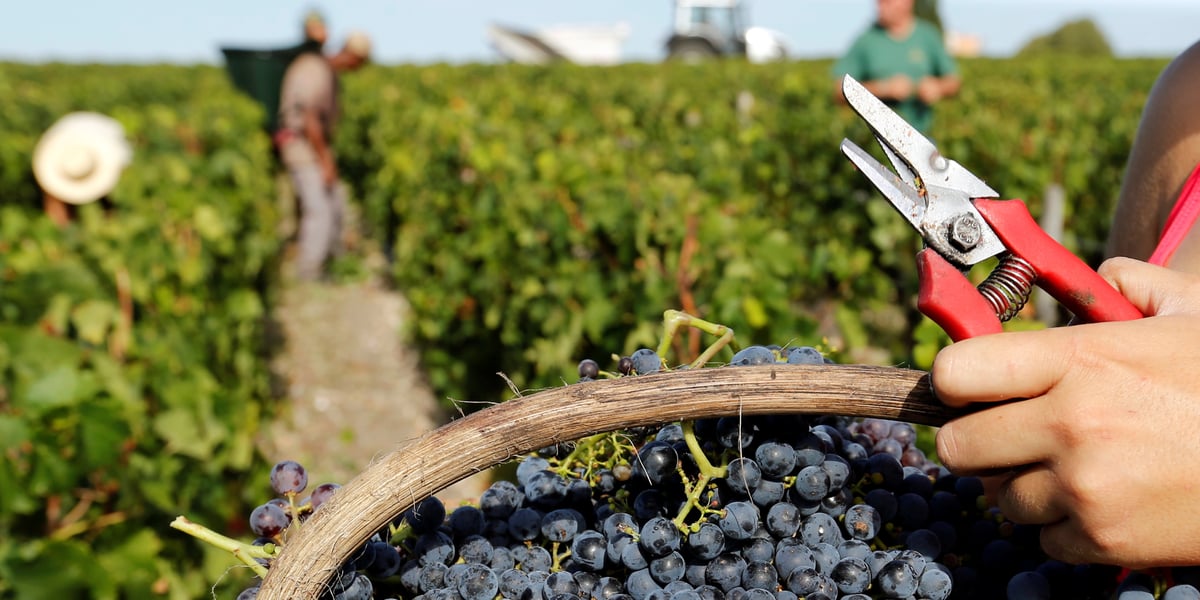 Signe que les taxes du 18 octobre font déjà des victimes, la valeur des exportations des vins de Bordeaux aux États-Unis a chuté de 46% en novembre sur un an.