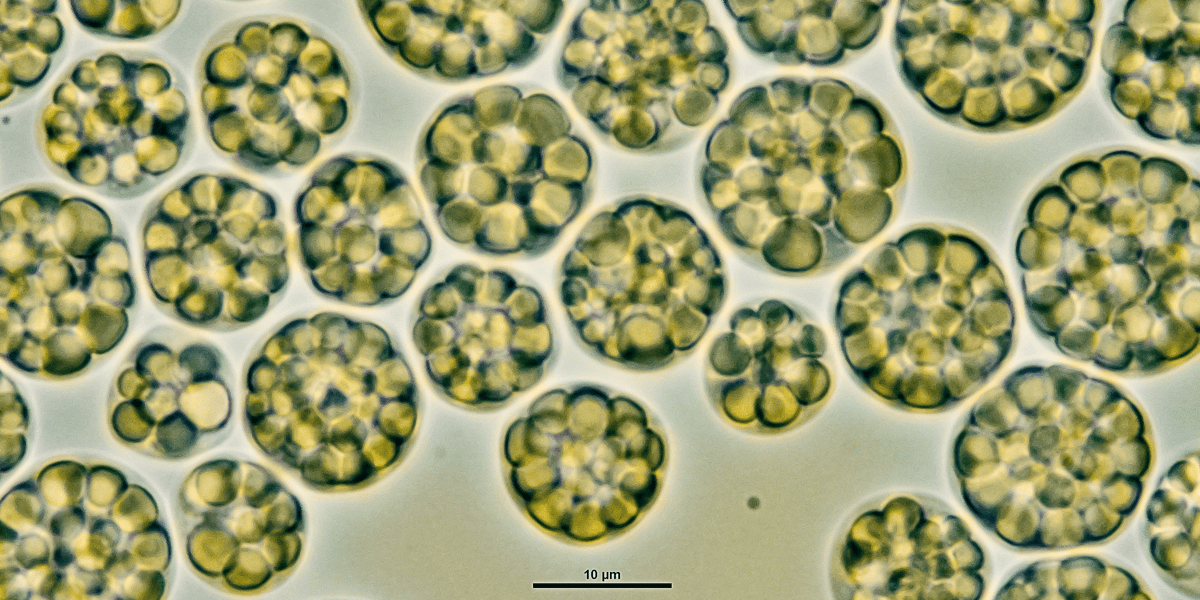 Microalgues