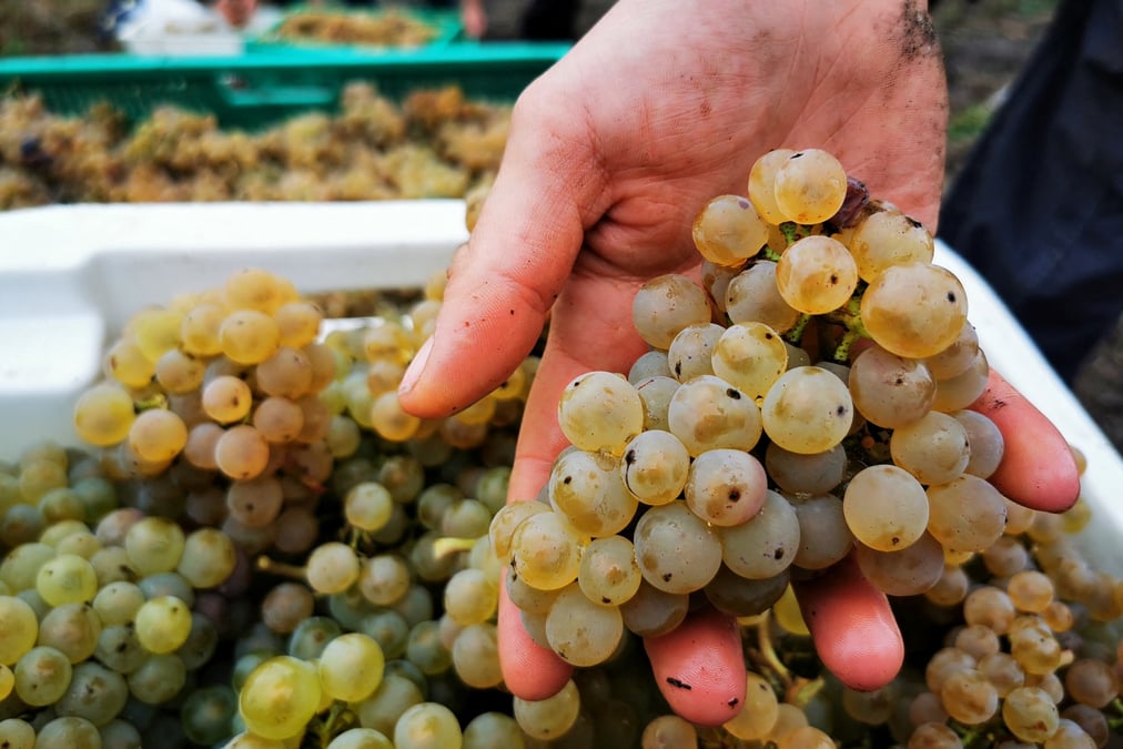 La France, avec une production stable, redevient quant à elle le premier fournisseur de vin au monde devant l'Italie.