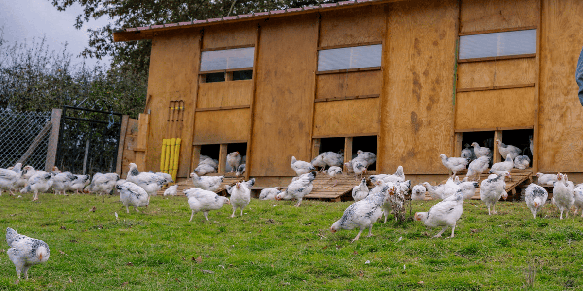 Les poulets du Bourbonnais, élevés dans des poulaillers en bois dans l'Allier, sont désormais labellisées par une AOP.