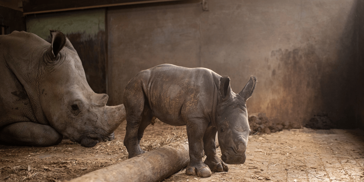 Safari Peaugres
