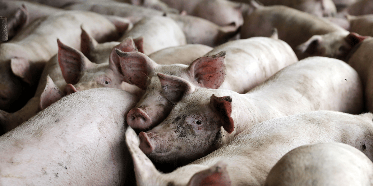 L'epidemie de peste porcine s'etend en chine