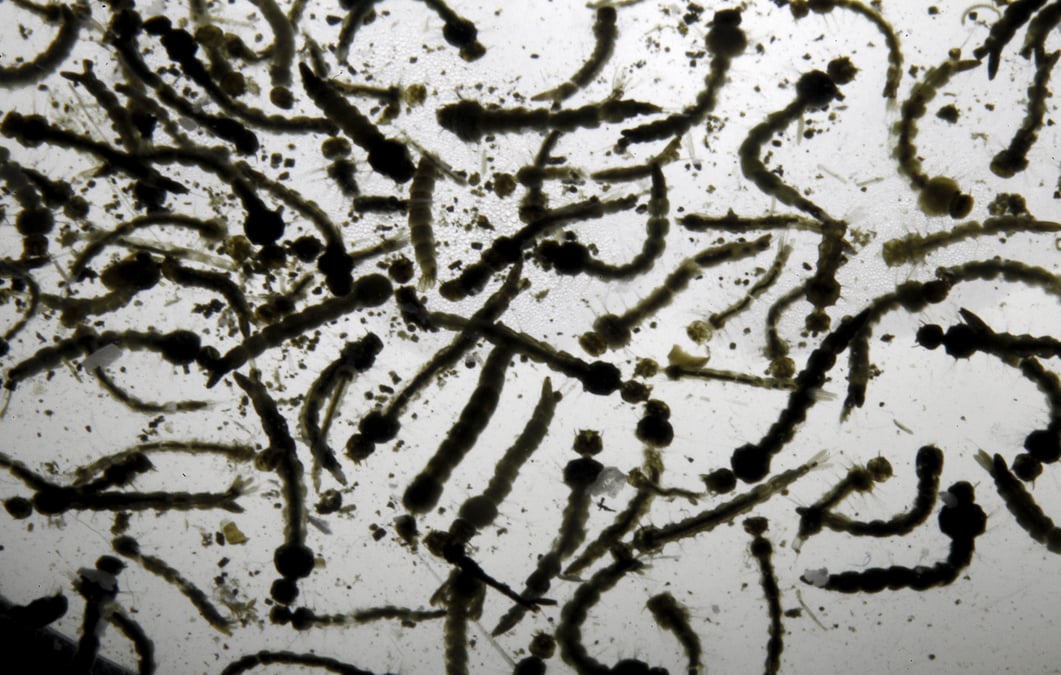Les zones a risque zika fortement deconseillees aux femmes enceintes