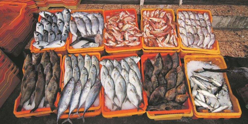 Poissons, pêche