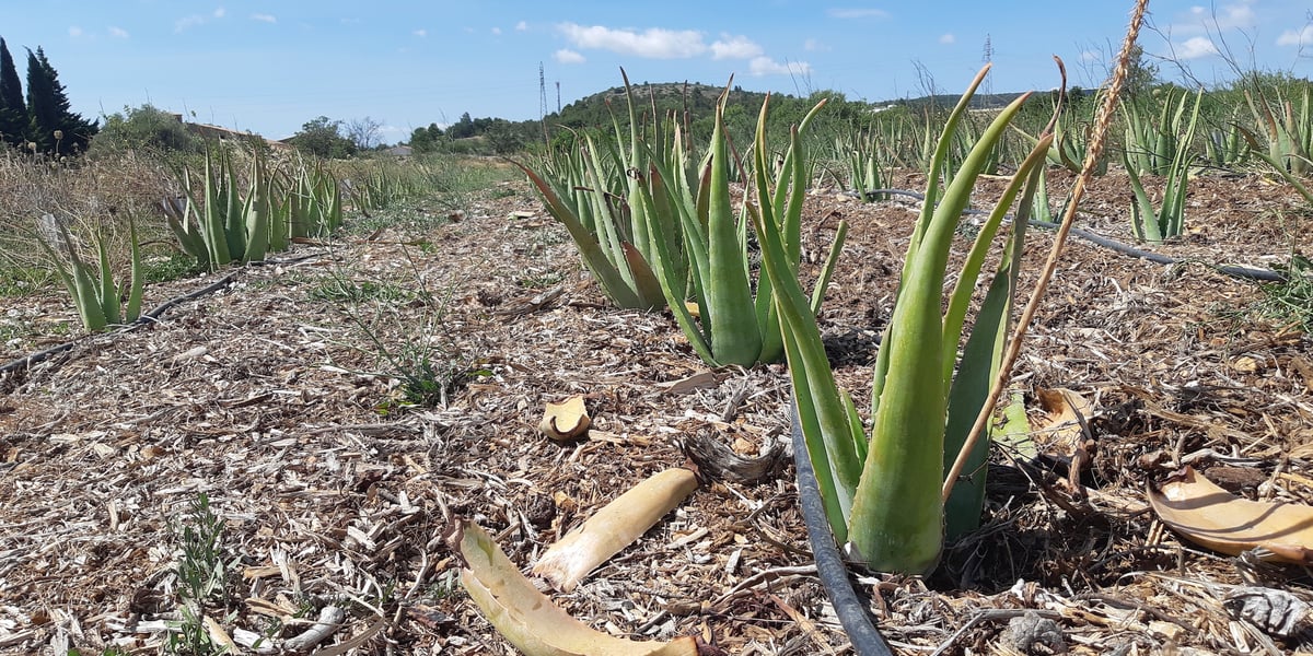 L’aloe vera, un possible marché juteux pour l’Occitanie — free download