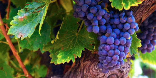 En Occitanie, les surfaces de vignes en conversion bio (11.353 ha) sont en recul de 36% en 2023 par rapport à 2022.