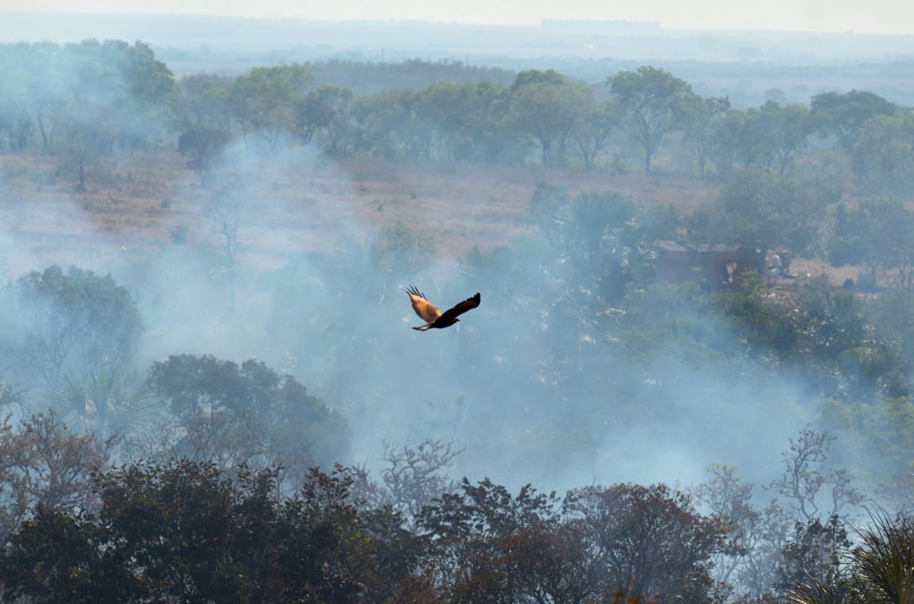 Amazonie: sept pays de la region signent un pacte de protection