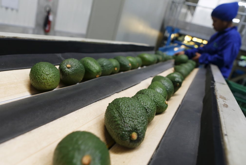 Les prix des avocats ont déjà pris 11,5 % aux Etats-unis, en raison de leur production au Mexique. (Photo d'illustration)