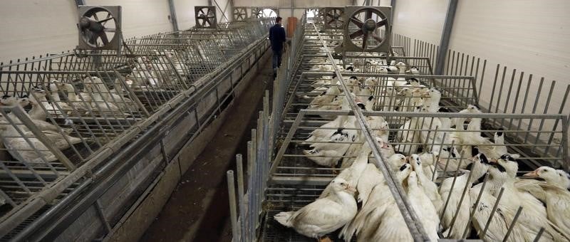 Renforcement des mesures de protection anti-grippe aviaire