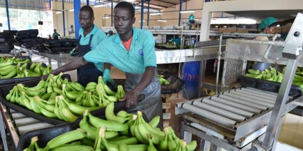 banane cote d'ivoire