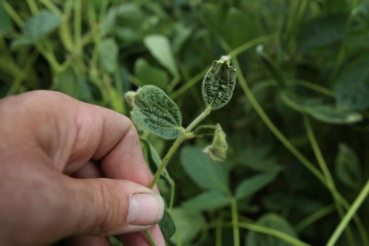Des milliers de plaintes contre le dicamba de monsanto aux usa