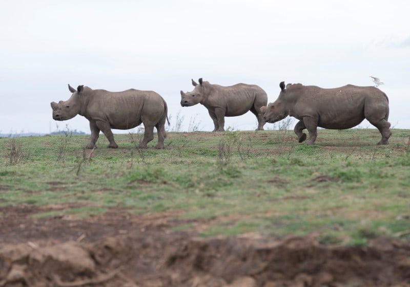 Afrique du sud: les eleveurs de rhinoceros lancent un site de vente de cornes