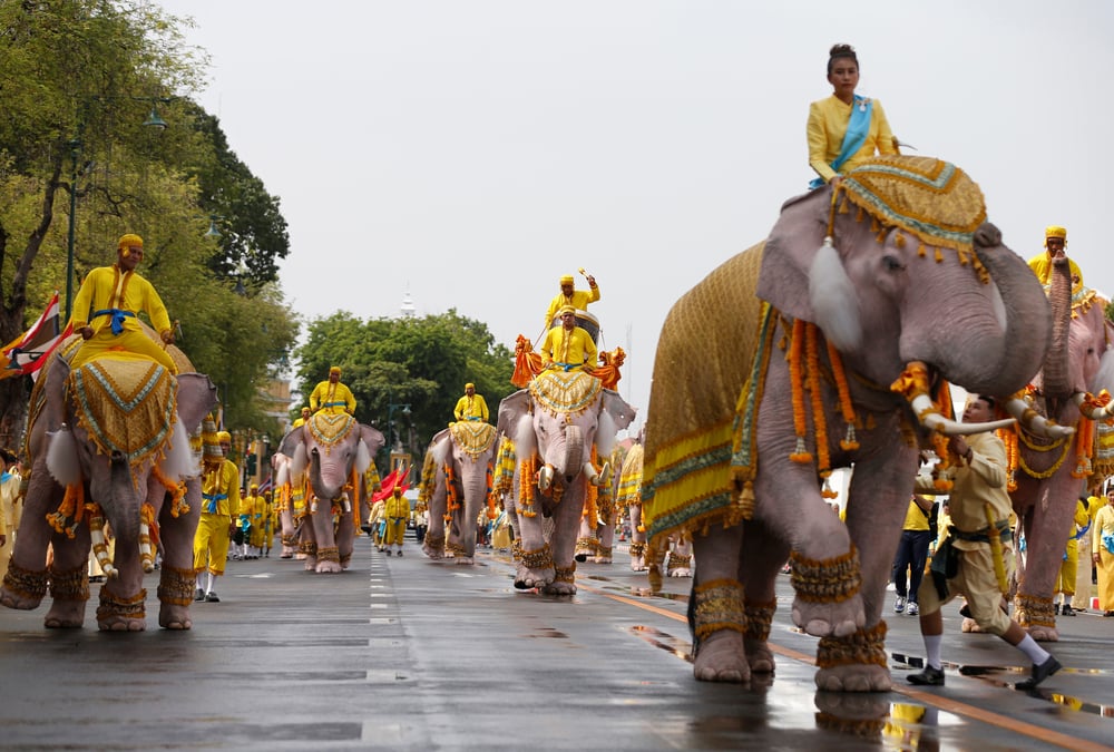 Defile d'elephants blancs en l'honneur du roi de thailande