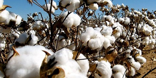 coton