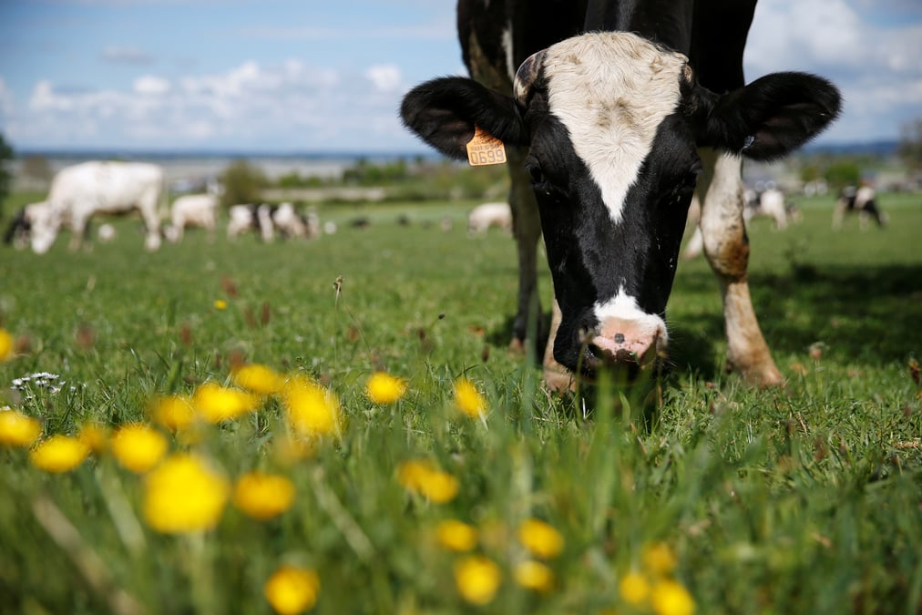 Le japon leve les dernieres restrictions sur les exportations de boeuf francais