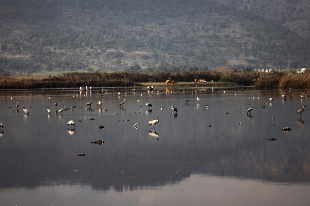 Un foyer de grippe aviaire hautement contagieuse signale en espagne
