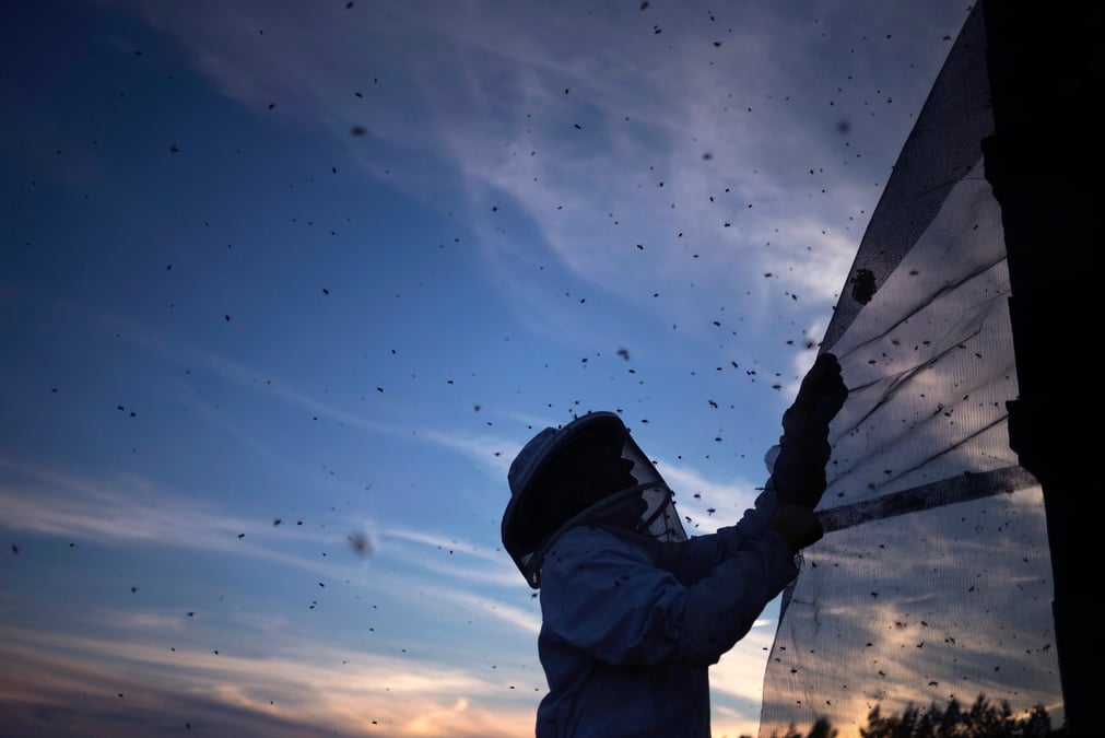 Interdiction en france de cinq insecticides tueurs d'abeilles