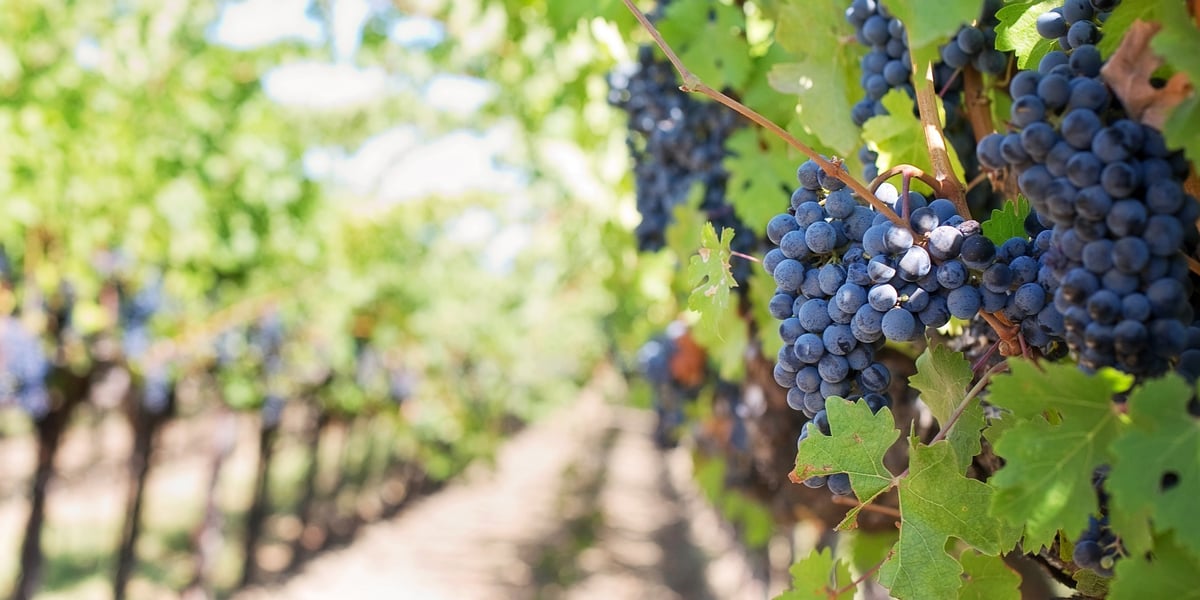 Les cépages rouges vont être les plus concernés par l'arrachage alors que les ventes de vins blancs se maintiennent.
