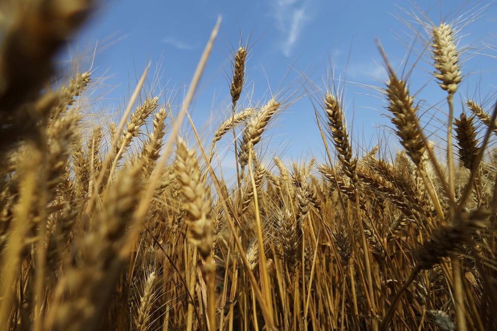 La fao et l'ocde predisent une legere baisse des prix agricoles