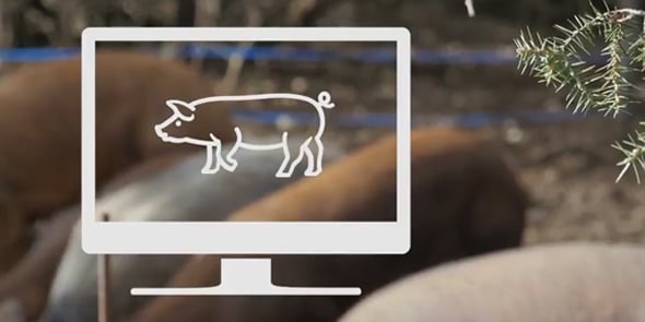 La plateforme Pig's Daddy permet d'acheter en ligne des parts dans un cochon élevé de façon responsable